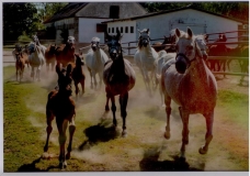 "Stadnina Kurozwęki 2017" Dar od Pana Dariusza Prażmo fotografika z Lubelskiego Towarzystwa Fotograficznego im. Edwarda Hartwiga.