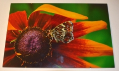 Piękna fotografia "Rusałka Osetnik" dar od autorki Pani Agnieszki Gontarskiej, która jest sympatykiem Lubelskiego Towarzystwa Fotograficznego. Pani Agnieszka na odwrocie zdjęcia przykleiła karteczkę: Ten niepozorny motylek przemierza Morze Śródziemne, abyśmy mogli cieszyć oczy jego widokiem. A ten osobnik nie ma nawet pojęcia, że Pomaga Dzieciom Przetrwać Zimę.