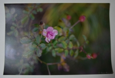 Fotografia "Dzika róża". zdjęcie przekazała autorka Beata Adamczyk (Lubelskie Towarzystwo Fotograficzne)