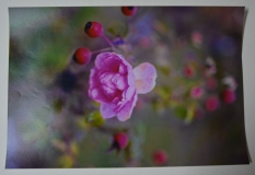 Fotografia "Dzika róża". zdjęcie przekazała autorka Beata Adamczyk (Lubelskie Towarzystwo Fotograficzne)